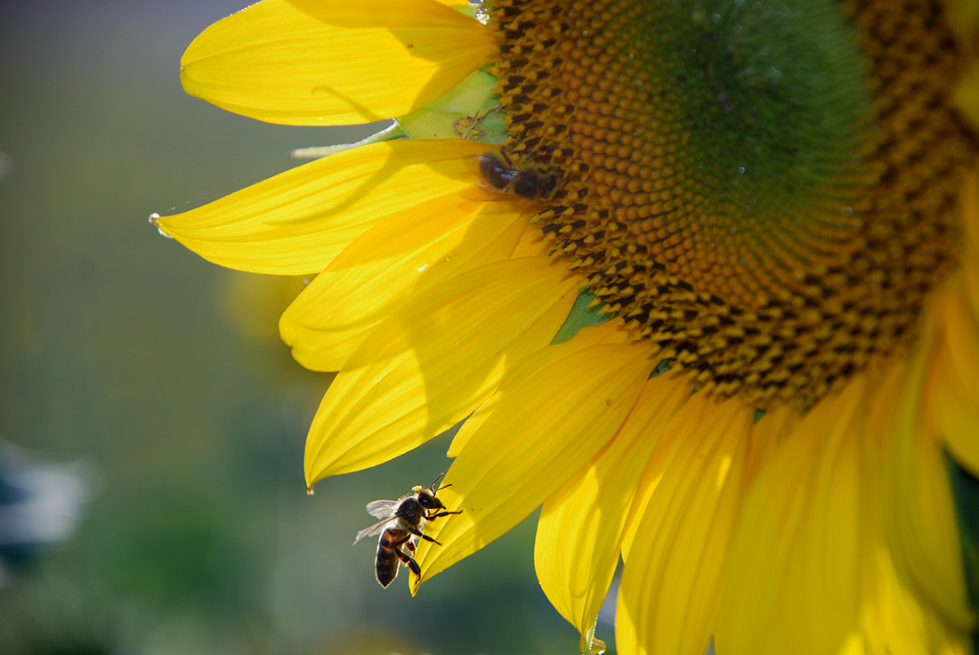 Silence of the Bees TV Documentary Honeybee on Sunflower