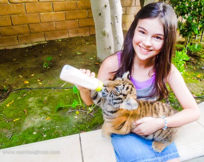 Merit Leighton A Tiger's Tale